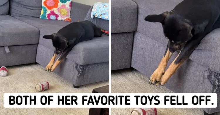 16 Indulged Pets Living Large More Than Royalty