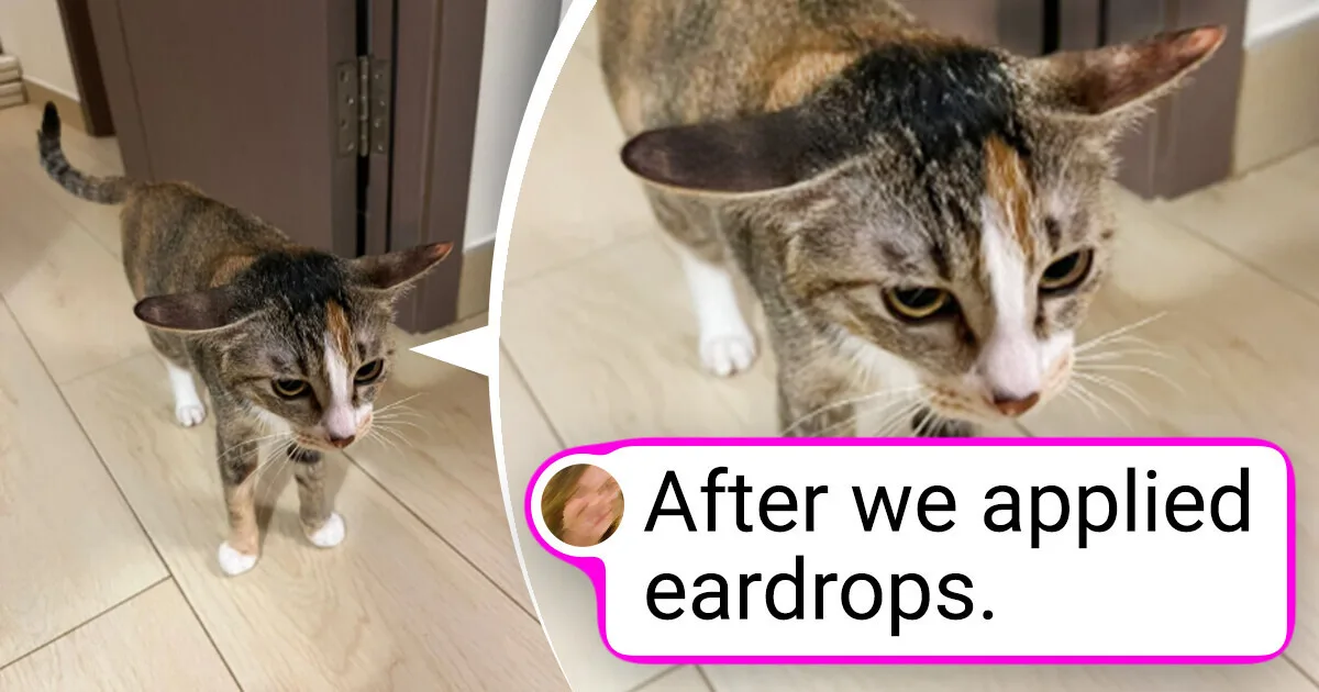 animal after eardrops