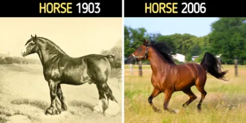 10 Farm Animals That Looked Wildly Different Before Human Decided to Change Them