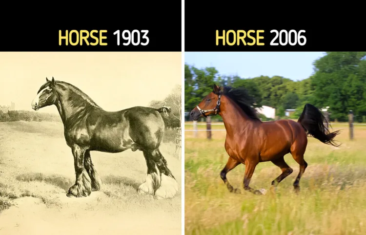 10 Farm Animals That Looked Wildly Different Before Human Decided to Change Them