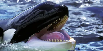 Heartbreaking footage of two orcas