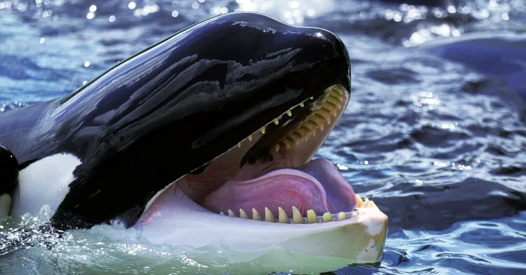 Heartbreaking footage of two orcas