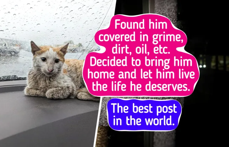 16 Remarkable Transformations Proving That Pets Thrive With Loving Families