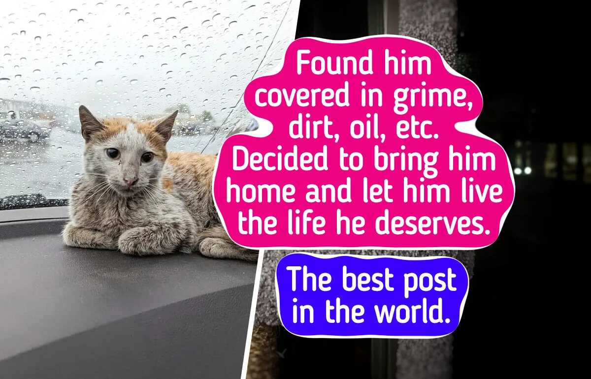 16 Remarkable Transformations Proving That Pets Thrive With Loving Families