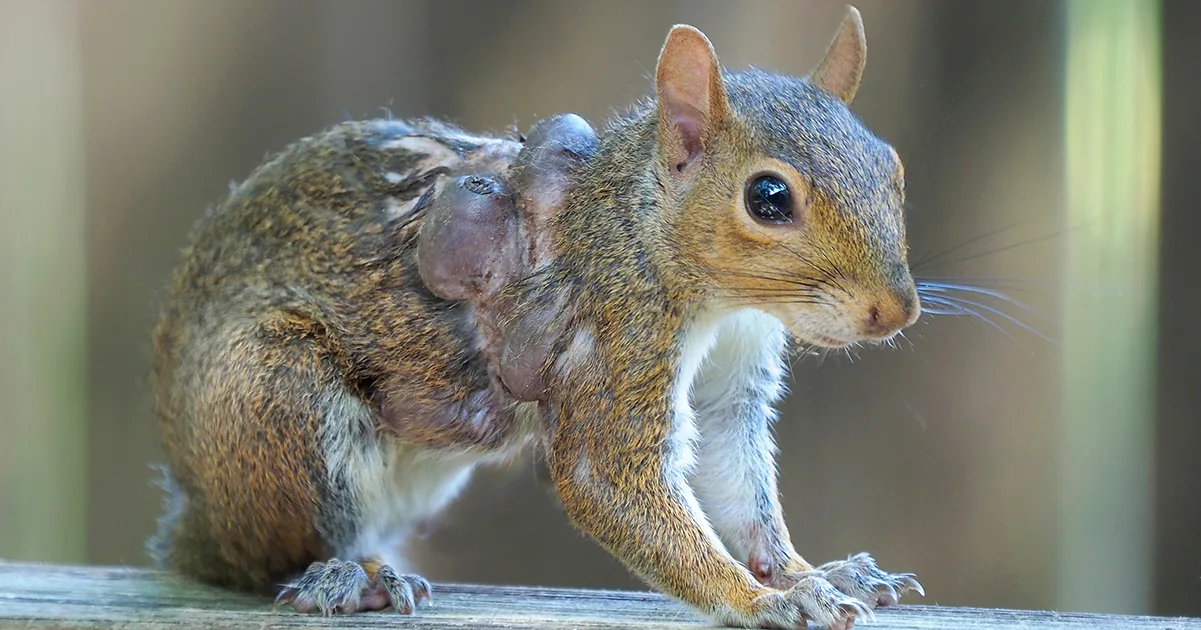 Zombie Squirrels: Why You Should Think Twice Before Playing Good Samaritan