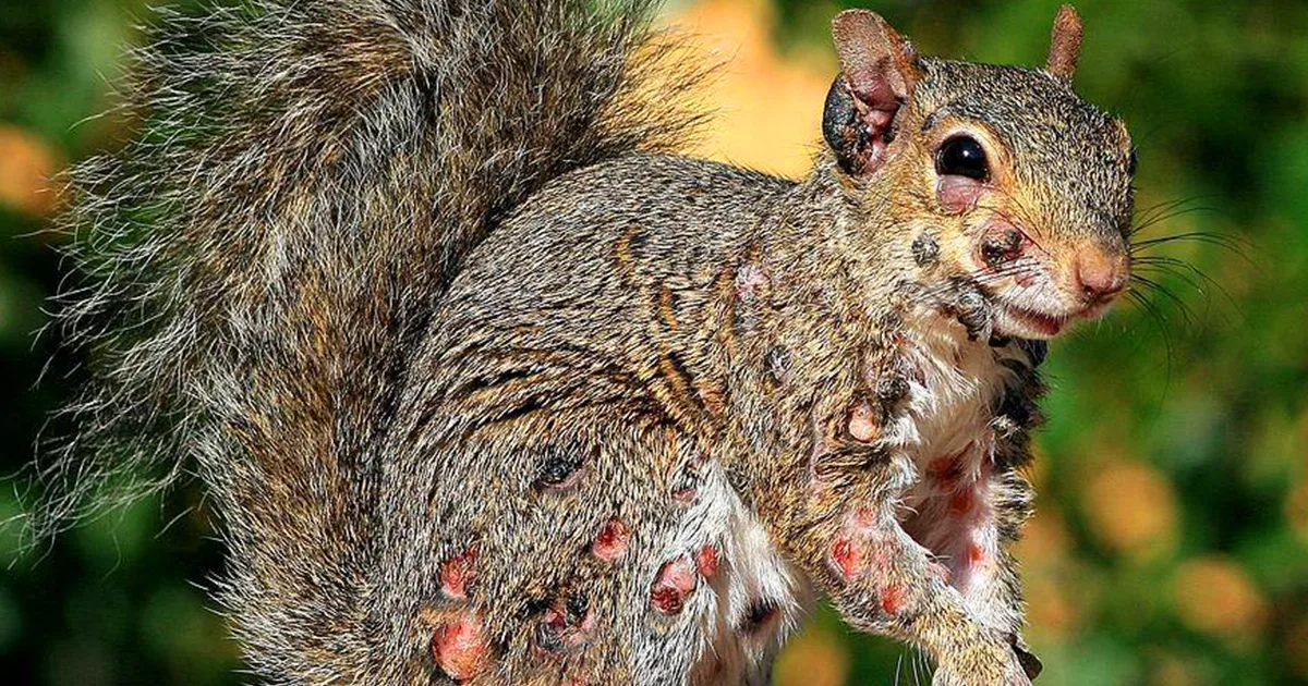 A Plague of ‘Zombie’ Squirrels with Disfiguring Warts Emerges in the US