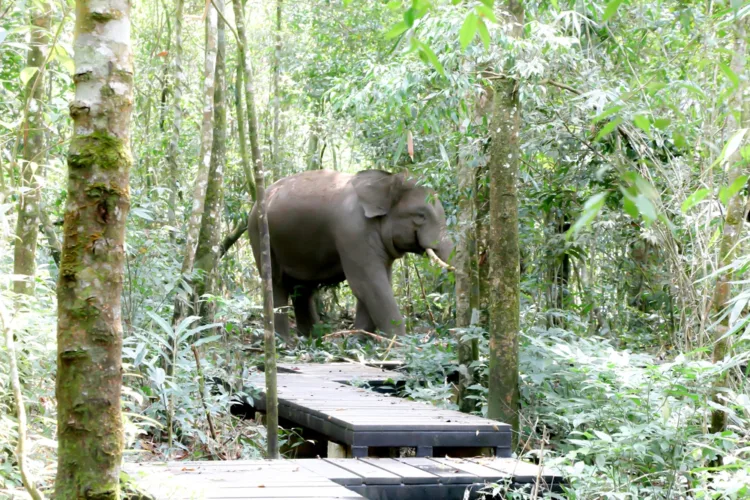Risky Selfie Encounter: Tourist Trampled by Elephant in India