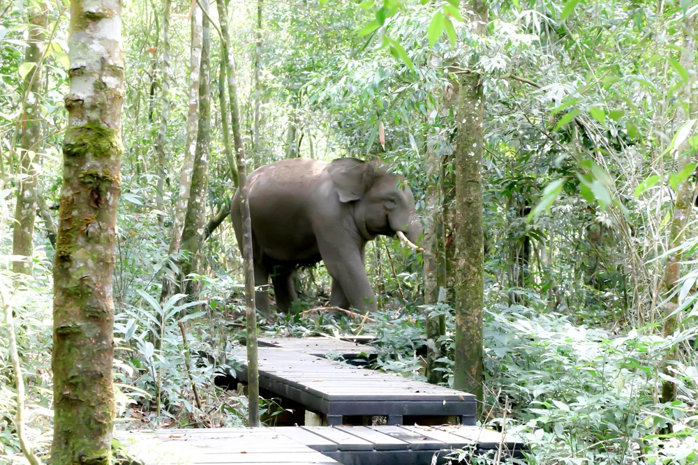 Risky Selfie Encounter: Tourist Trampled by Elephant in India