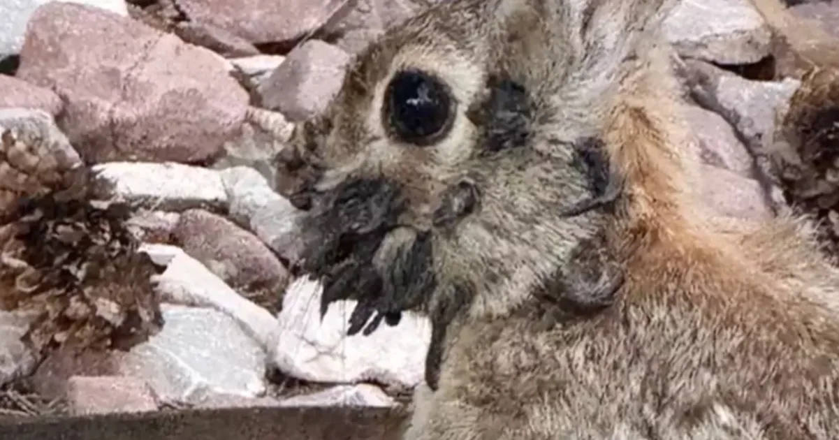Eerie ‘Frankenstein’ Rabbits Stir Fear and Fascination in the US