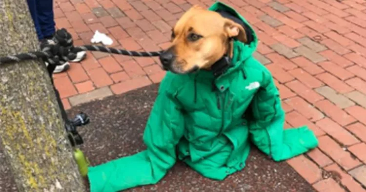 A Selfless Act of Love: Woman Gives Her Jacket to Keep Pet Dog Warm