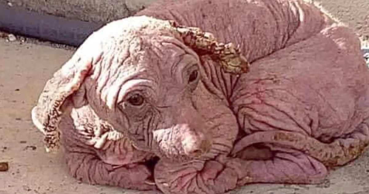 From Hopeless to Happy: The Heartwarming Tale of a Rescued Puppy