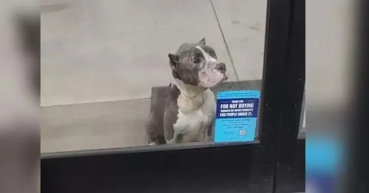 A Stray Dog’s Silent Plea for Help: A Touching Story of Hope and Rescue