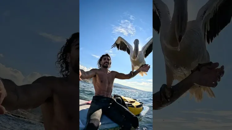 Giant Bird Wanted To Surf With Me  – video