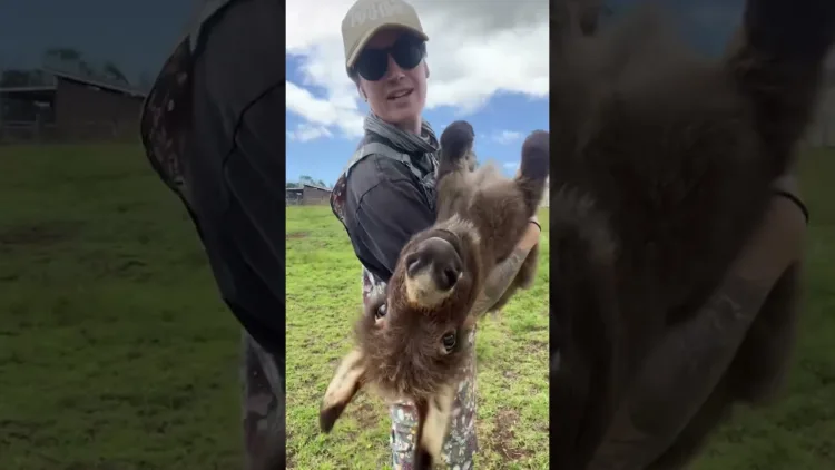 Mini Donkeys Just Want To Be Held Like Babies 24/7  – video