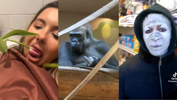 TikTok Memes That Could Beat 1 Gorilla In A Fight TikTok Memes That Could Beat 1 Gorilla In A Fight – video