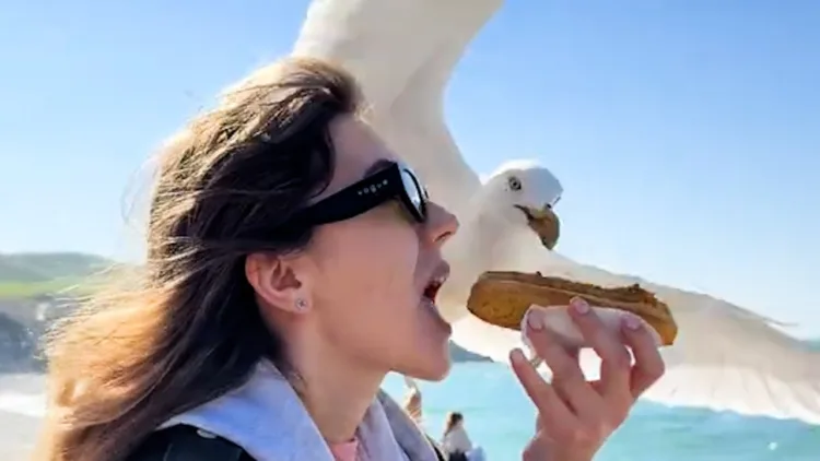 Best Fails of the Week | Try Not to Laugh! Best Fails of the Week | Try Not to Laugh! – video