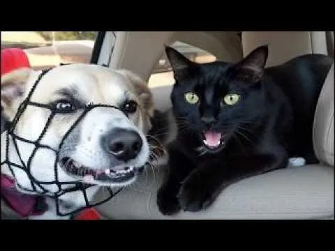 Best Pet Fails Ever | Best of  – video
