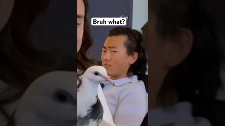 Bringing My Pet Pigeon To Church 😍🥰 - video Bringing My Pet Pigeon To Church – video