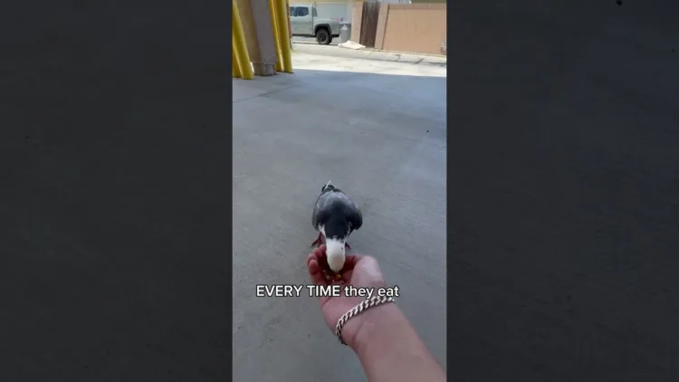 How To Train A Pigeon To Be A Homie  – video