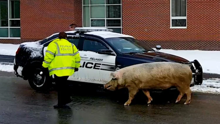 Cringiest Winter Fails Ever | Winter Wipeouts 2026 – video