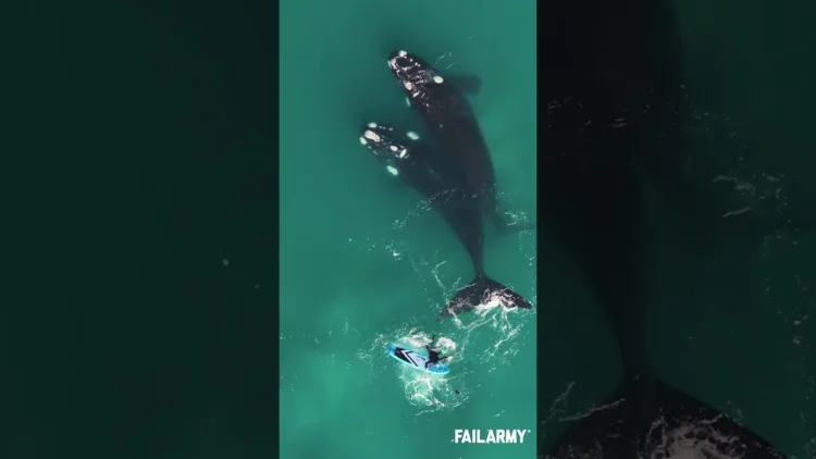 Humpback Whale Fail! – video