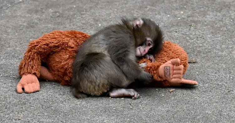 Scientists reveal tragic fate Punch the monkey could suffer as The Harrowing Journey of Punch the Monkey: Rejection, Solitude, and the Path to Survival