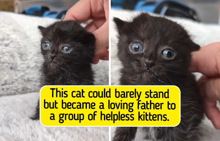 When Wobbly, The Cat, Exemplified That Kindness Transforms Lives Irreversibly