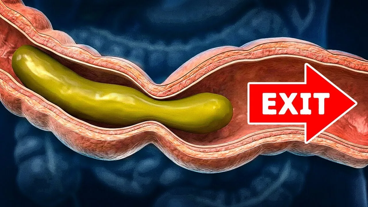 How Your Food Turns Into Poop (And Why Ancient Poop How Your Food Turns Into Poop (And Why Ancient Poop Was Better) – video