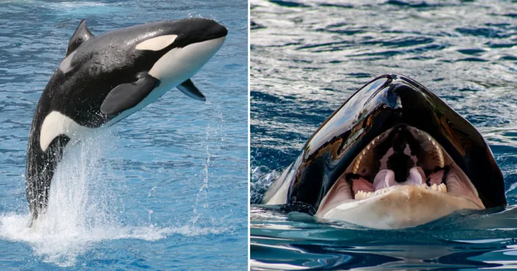 Chilling recording of killer whale mimicking human speech leaves listeners terrified