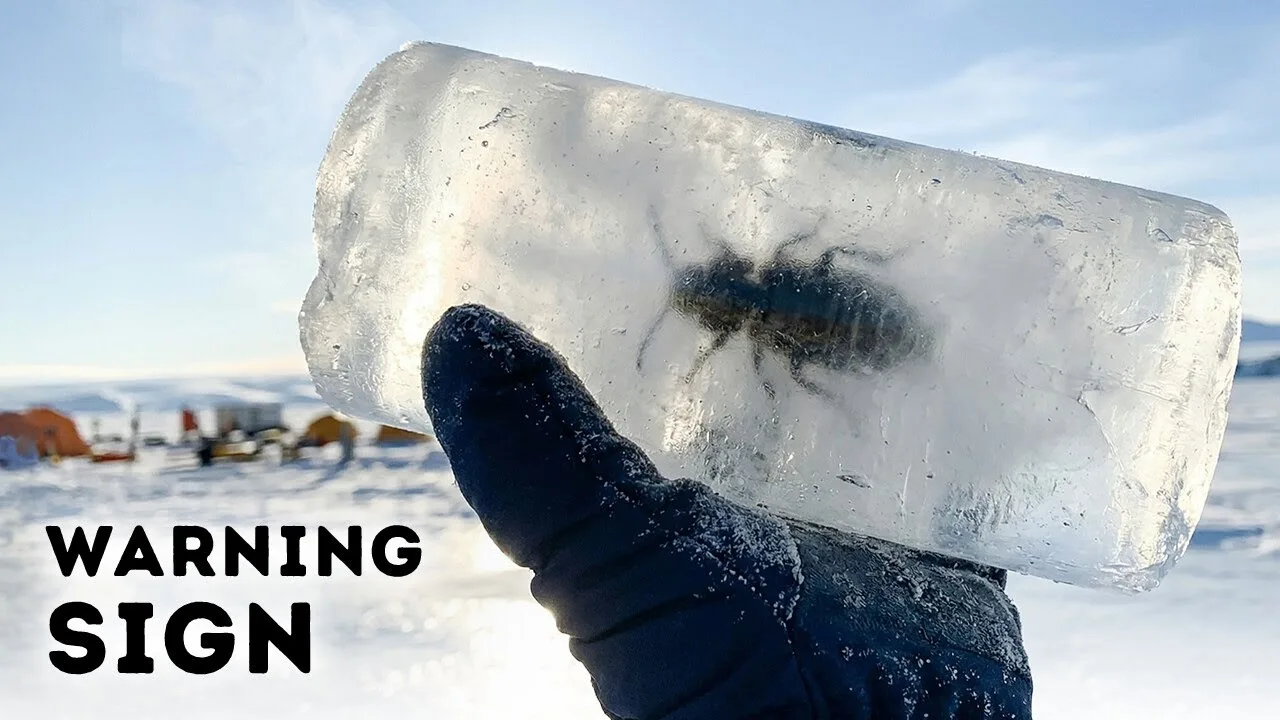 Antarctica’s Ice May Collapse Again – Scientists Just Found Proof – video