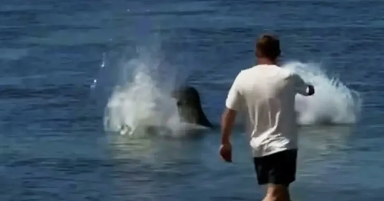 A Local Hero Emerges: Man Defends Endangered Seal From Tourist’s Attack