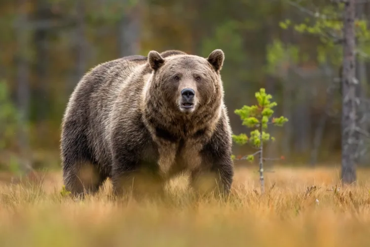 A Father’s Heart-wrenching Retelling of His Son’s Last Message Before Fatal Bear Encounter