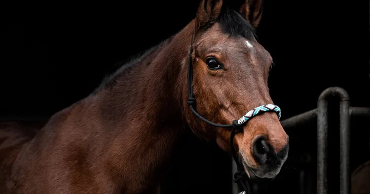 Teen Arrested Following Shocking Stabbing of Three Horses at Las Vegas Event