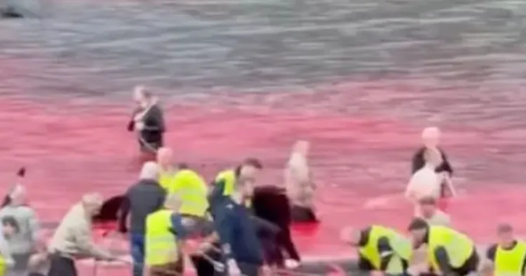 The Whaling Tradition That Stains the Ocean Red: Horror in the Faroe Islands