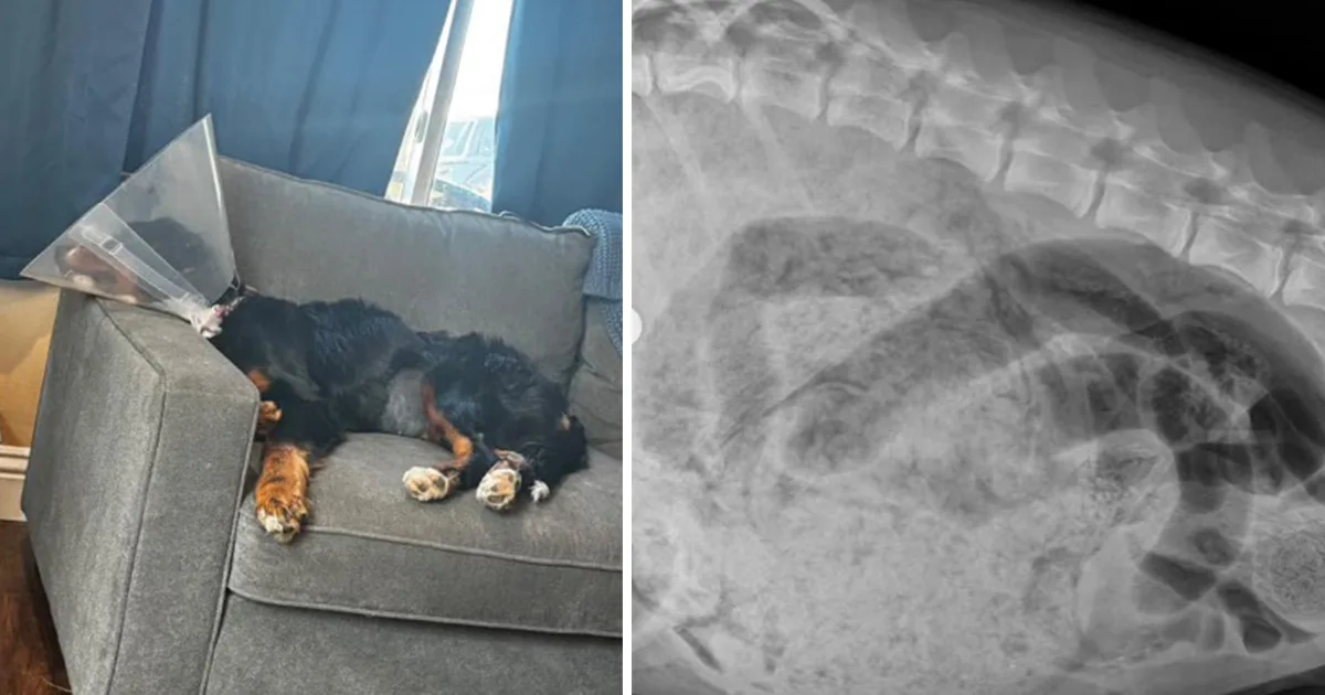 Unsettling Discovery in Ill Puppy’s Belly Sounds a Major Alert by Veterinarians