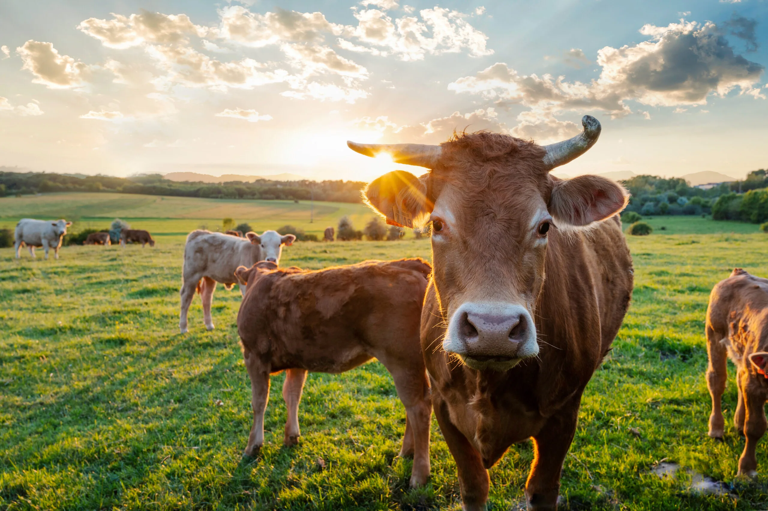 Thrilling Australian Boat Trip Leads to Unexpected Heroic Cow Rescue