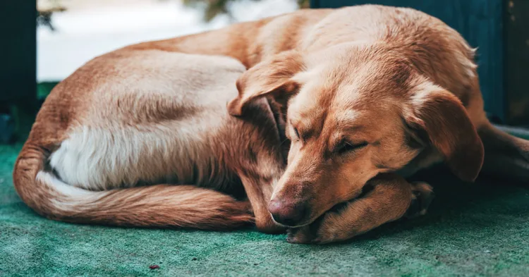 Restaurant prepares free meal to every stray dog who visits Unassuming Diner in Peru Caters to Stray Dogs with a Heart of Gold