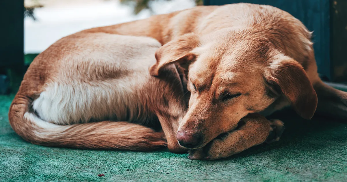 Unassuming Diner in Peru Caters to Stray Dogs with a Heart of Gold