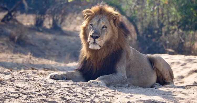'Lion whisperer' critically injured by same lion that killed colleague Notorious ‘Lion Whisperer’ Gravely Wounded in Savage Attack by Known Killer Lion