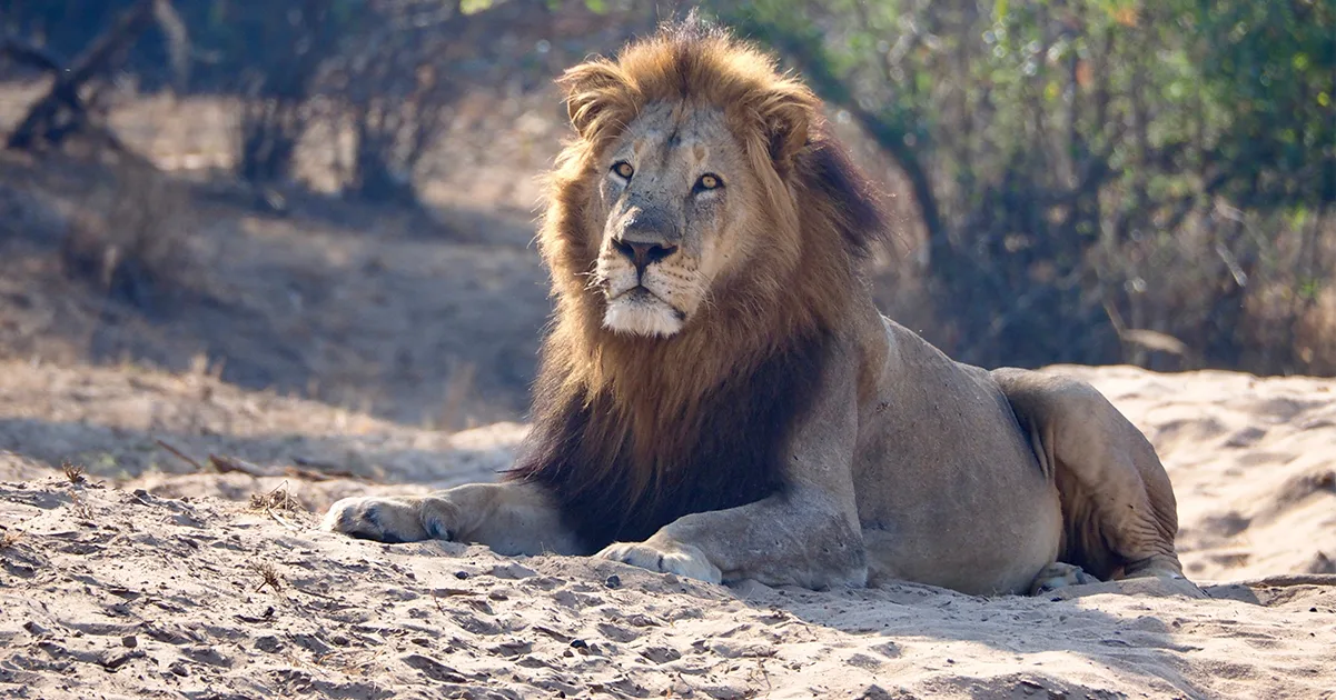 Notorious ‘Lion Whisperer’ Gravely Wounded in Savage Attack by Known Killer Lion