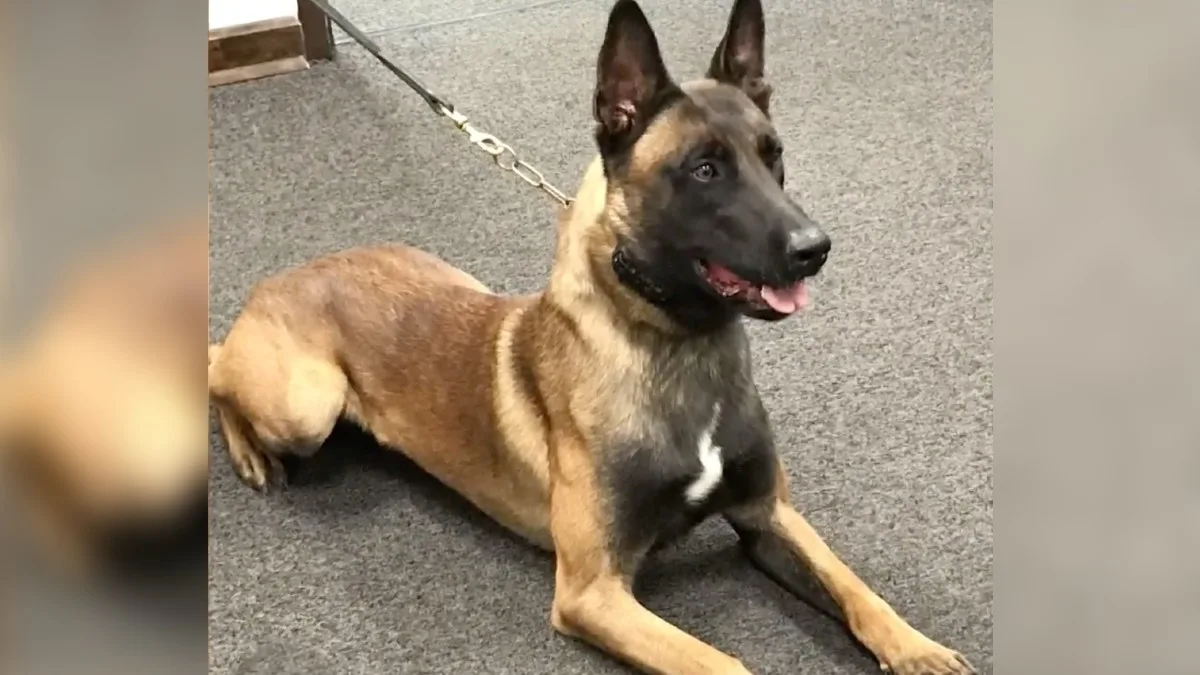 A Heartfelt Salute to Zeus: A Heroic K9’s Final Journey
