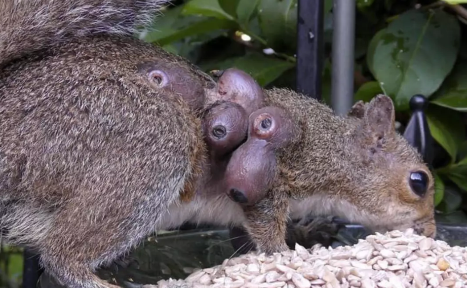 Affected squirrel
