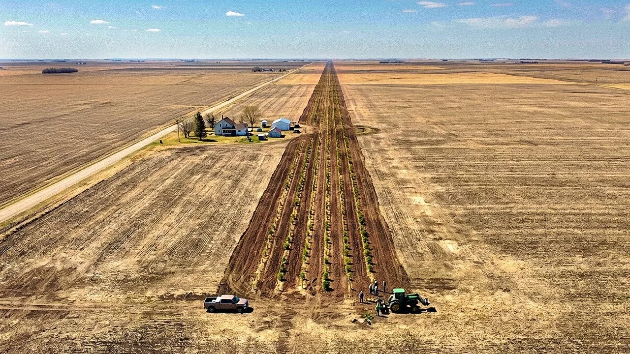 Why America Planted 220 Million Trees From Canada to Texas – video